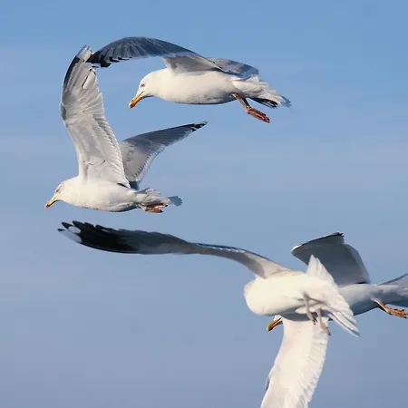 아파트 Jantar - Rodzinny Z Ogrodem 그르지보보